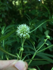 Verbesina walteri