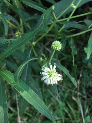 Verbesina walteri