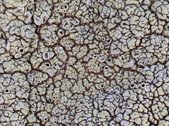 Lecanora argopholis