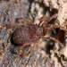 Mite Harvestmen - Photo (c) Marshal Hedin, some rights reserved (CC BY)