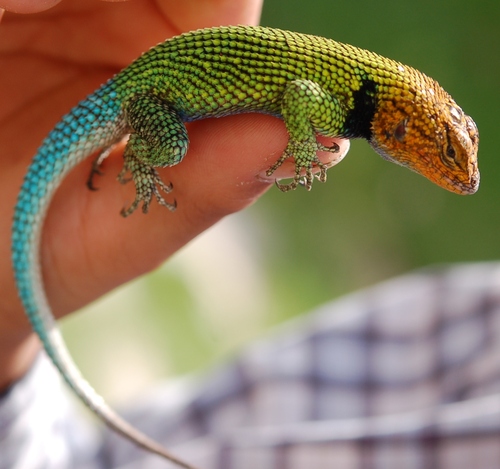 Guatemalan Emerald Spiny Lizard