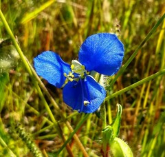 Commelina tuberosa