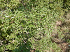 Zanthoxylum hirsutum