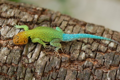 Sceloporus taeniocnemis
