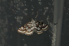 Nymphula nitidulata