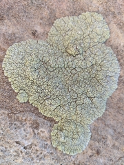 Lecanora argopholis