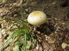 Amanita multisquamosa