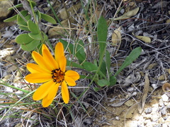 Gazania heterochaeta