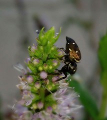 Heliophanus apiatus