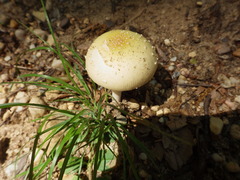 Amanita multisquamosa