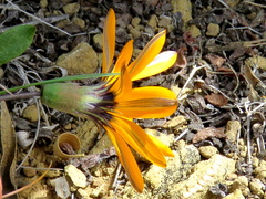 Gazania heterochaeta
