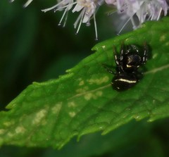 Heliophanus apiatus