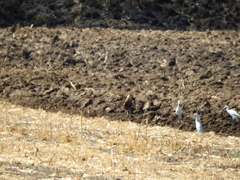 Caracara plancus