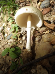 Amanita multisquamosa