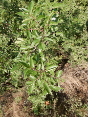 Zanthoxylum hirsutum