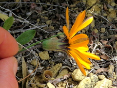 Gazania heterochaeta