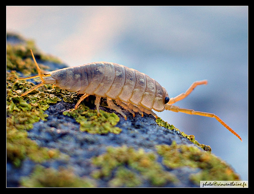Common Sea Slater, photo 2 of 8