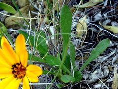 Gazania heterochaeta
