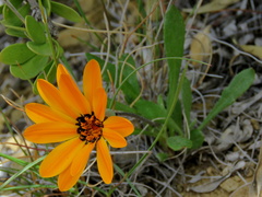 Gazania heterochaeta