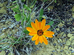 Gazania heterochaeta