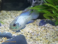 Blue Acara photo 2