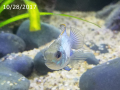 Blue Acara photo 3
