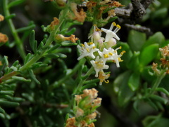 Selago albida
