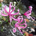 Nerines - Photo (c) Lindsay Lewis, some rights reserved (CC BY-NC), uploaded by Lindsay Lewis