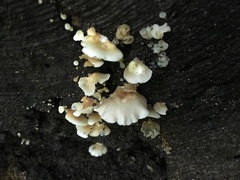 Lentinellus micheneri