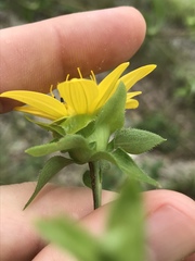 Silphium brachiatum
