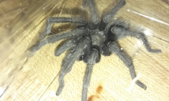 Aphonopelma steindachneri