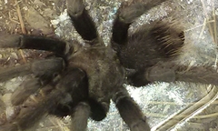 Aphonopelma steindachneri