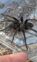Aphonopelma steindachneri