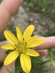 Silphium brachiatum