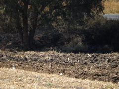 Caracara plancus