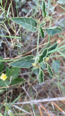 Acleisanthes chenopodioides