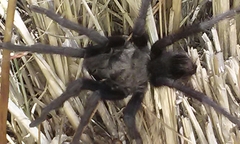 Aphonopelma steindachneri