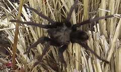 Aphonopelma steindachneri