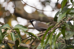 Pterorhinus chinensis