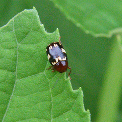 Cryptocephalus badius