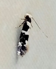 Neurothaumasia ankerella