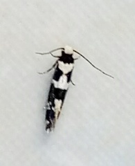 Neurothaumasia ankerella
