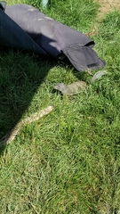 Poliocitellus franklinii