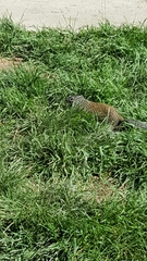 Poliocitellus franklinii