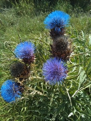 Cynara cardunculus cardunculus