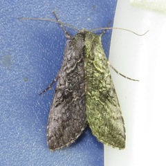 Syngrapha viridisigma