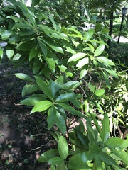 Magnoliopsida