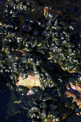Codium convolutum