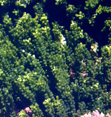 Caulerpa geminata