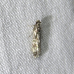 Tineidae clade b